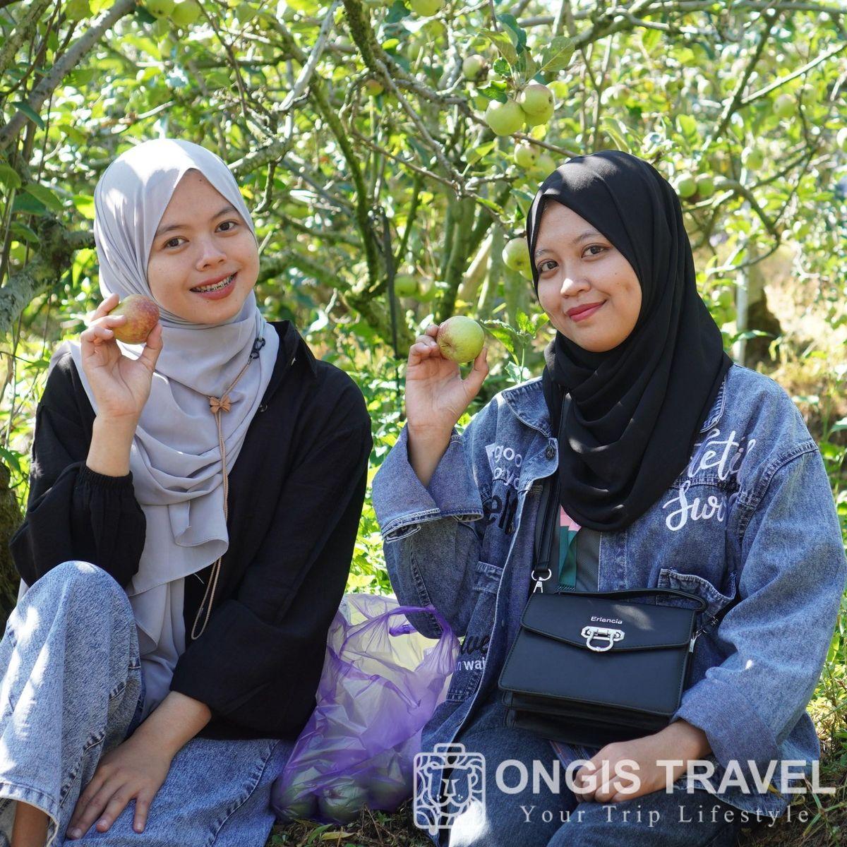 Wisata petik apel di Batu
